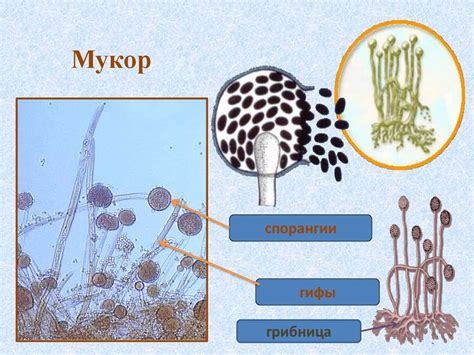 Плесневые грибы мукора: особенности и классификация