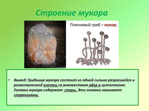 Плодовое тело плесневого гриба мукора