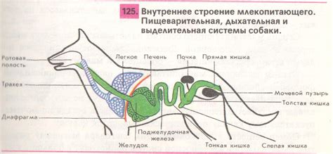 Плохие последствия сырых куриных крыльев для пищеварительной системы собаки