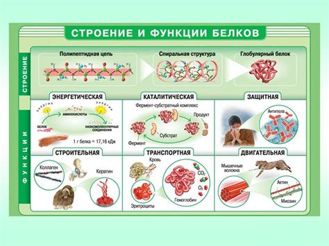 Плюсы и минусы сочетания кефира и протеиновых добавок