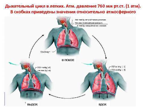 Плюсы положения для дыхания и качества воздуха