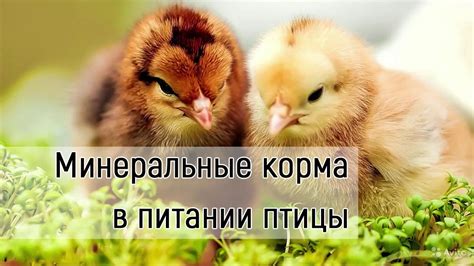 Повышение иммунитета и здоровья птицы