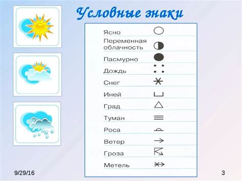 Погодные условия для успешного выкапывания цикория