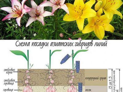 Подготовка грунта и особенности посадки