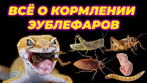 Подготовка и выбор эублефара