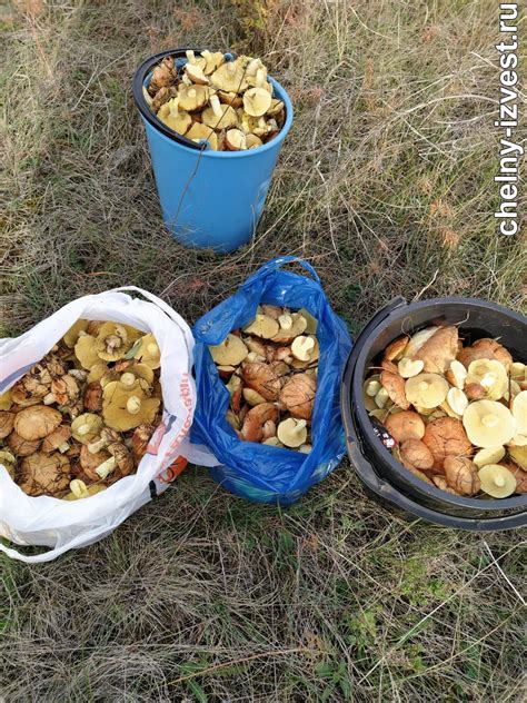 Подготовка и экипировка для грибных походов