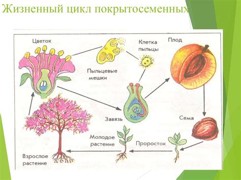 Подготовка к выполнению жизненного цикла