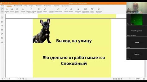 Подготовка к прогулке с собакой