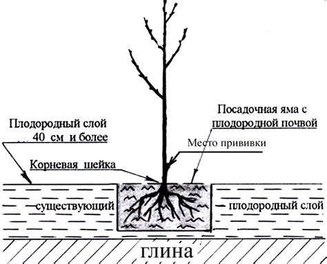 Подготовка места для шиповника