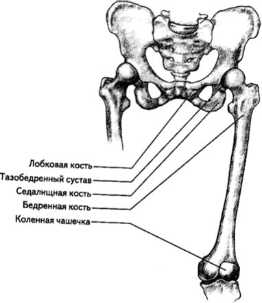 Подготовка основной части туловища