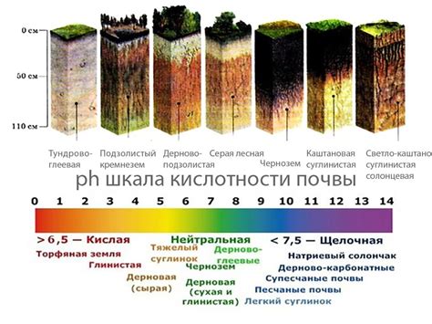 Подготовка почвы и выбор оптимальной глубины посадки