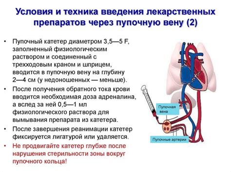 Подготовка пупка