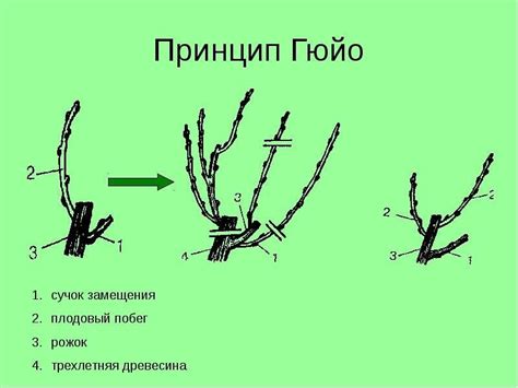 Подзаголовок 3: Методы обрезки колючек