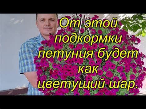 Подкормка и удобрение петунии ампельной в кашпо