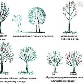 Подрезка и формирование куста