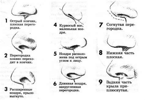 Подробная инструкция по рисованию носа с примерами