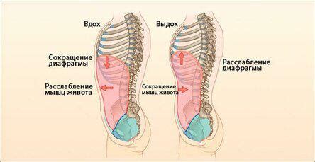 Подружиться с волной животом: эффективная техника и советы