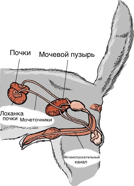 Полезная информация для владельцев домашних питомцев