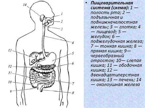 Полезность для работы пищеварительной системы