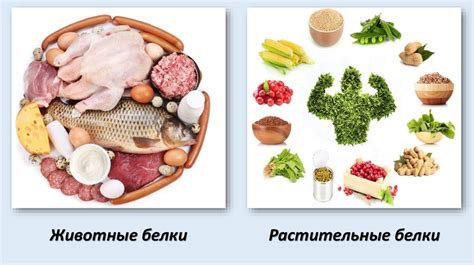 Полезные продукты белкового происхождения