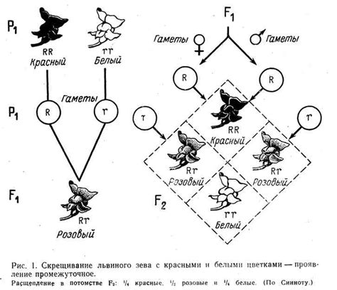 Полная гетерозиготность