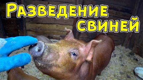 Получение дохода от разведения свиней