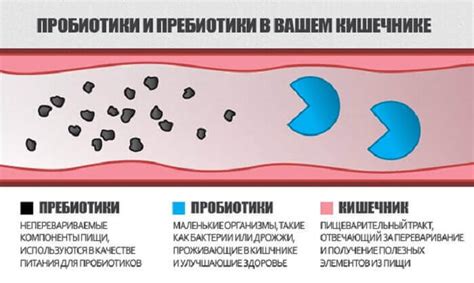 Польза пребиотиков и пробиотиков