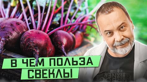 Польза свеклы для собак