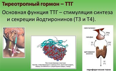 Пониженный уровень ТТГ