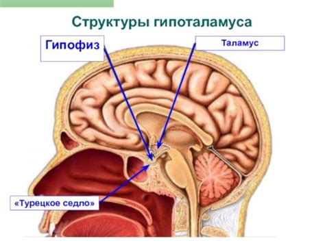 Понимание пустого турецкого седла