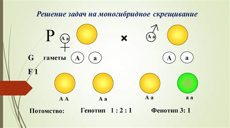 Понятие генов и хромосом