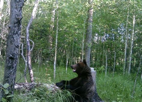 Популярные медведи в Пензенской области