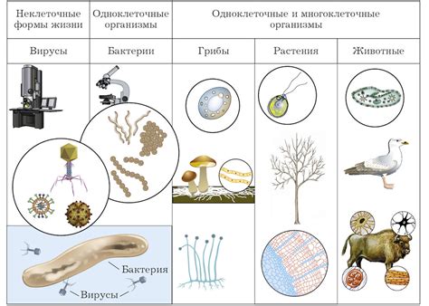 Попытки установить клеточное строение бактерий в прошлом