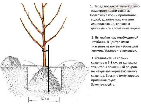 Посадка яблони