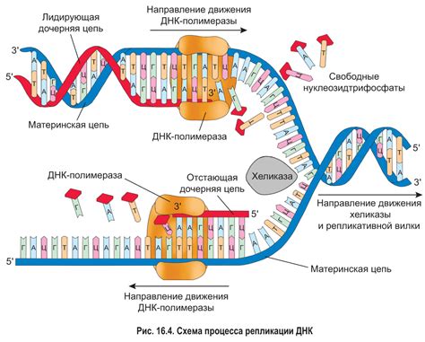 Последовательность событий при репликации ДНК в митозе