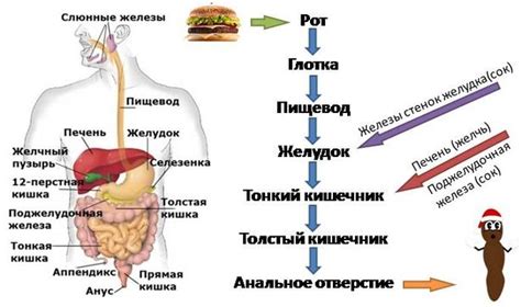 Последствия для пищеварения