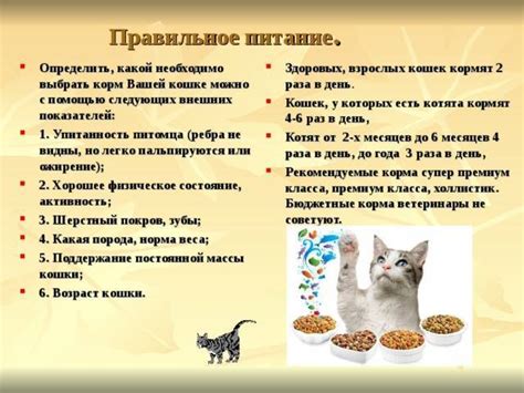 Последствия кормления птиц кошачьим кормом