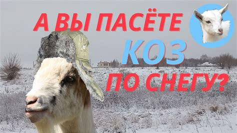 Последствия пасти коз после дождя: