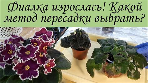 Последствия пересадки для фиалки