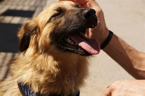 Последствия физического наказания для отношений собаки и хозяина