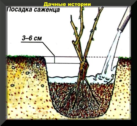 Последующий уход за посаженными вересками