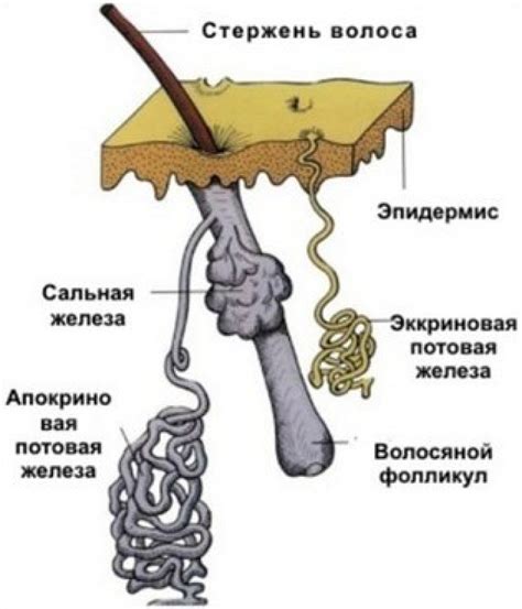 Потовые железы и их строение