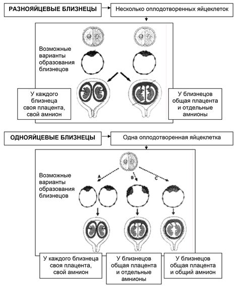 Почему Близнецы всегда радуются посылкам