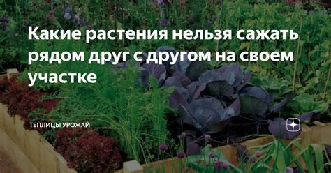 Почему важно знать, какие растения сажать друг за другом?