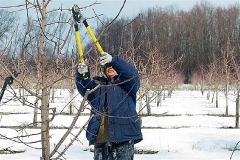 Почему весна - лучшее время для обрезки жимолости?