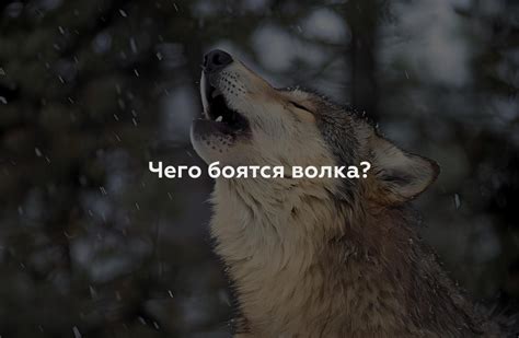 Почему волки воют?