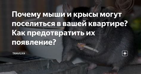 Почему в квартире могут появляться мыши?