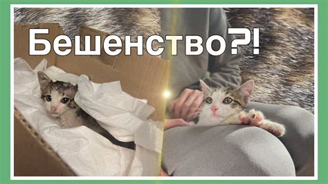 Почему котенка нельзя забрать в месяц?