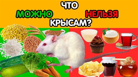 Почему крысам нельзя давать обычный йогурт