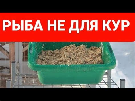 Почему нельзя давать курам семена рапса